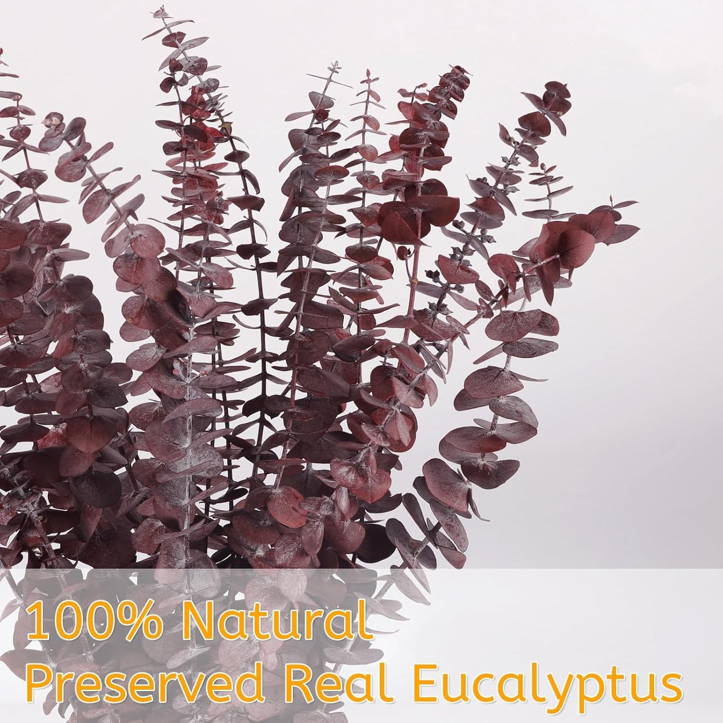 Real Eucalyptus Stems 20PCS Dried Preserved Fresh Eucalyptus Silver Dollar Leaves for Shower - Greenery Branches for Wedding Home Party Vase Filler Spring Decor