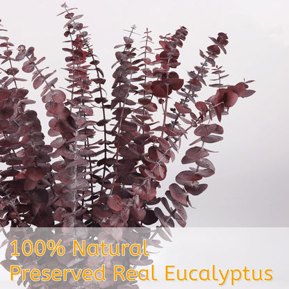Real Eucalyptus Stems 20PCS Dried Preserved Fresh Eucalyptus Silver Dollar Leaves for Shower - Greenery Branches for Wedding Home Party Vase Filler Spring Decor