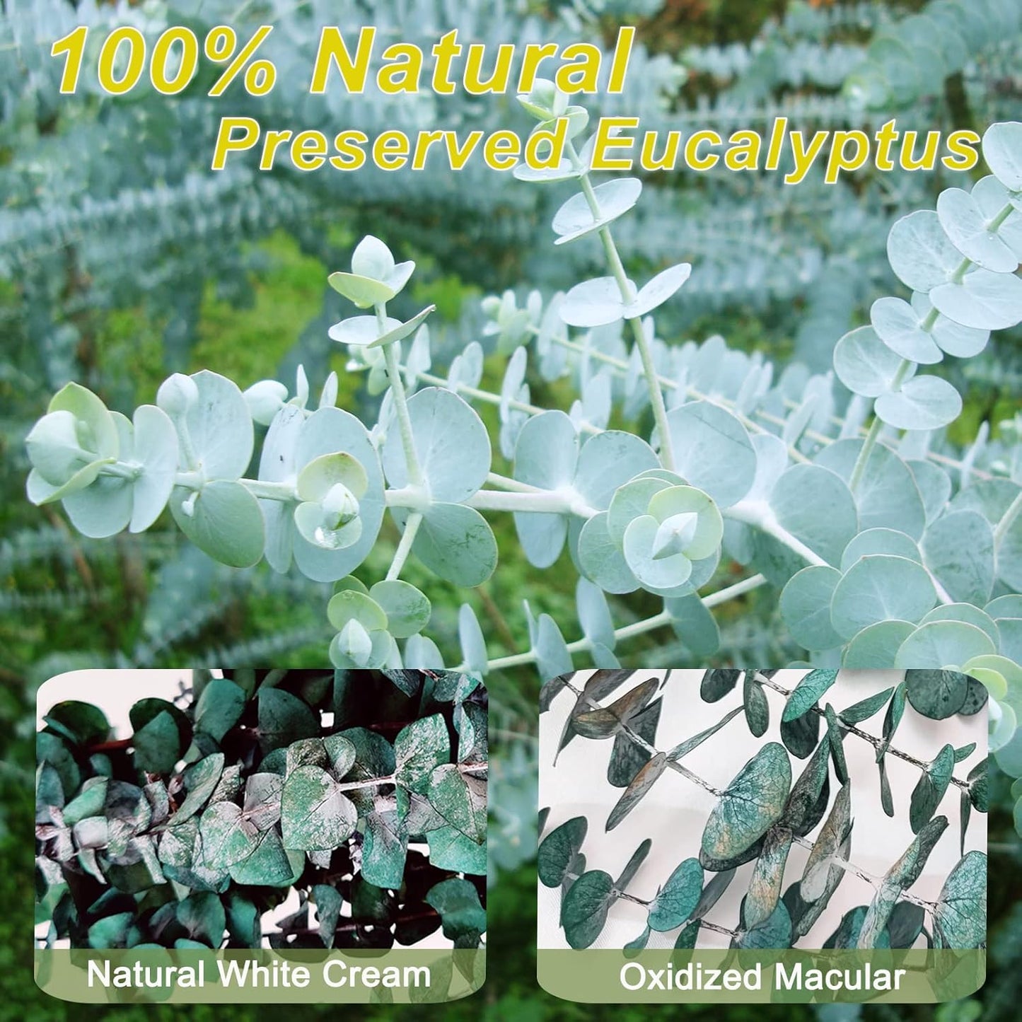 30 Pcs Dried Preserved Eucalyptus Stems Shower Bundle, 9oz 17" 100% Natural Fresh Eucalyptus Plant, Real Eucalyptus Leaves Branches for Shower Vase Filler, Dried Flowers Arrangement Home Decor