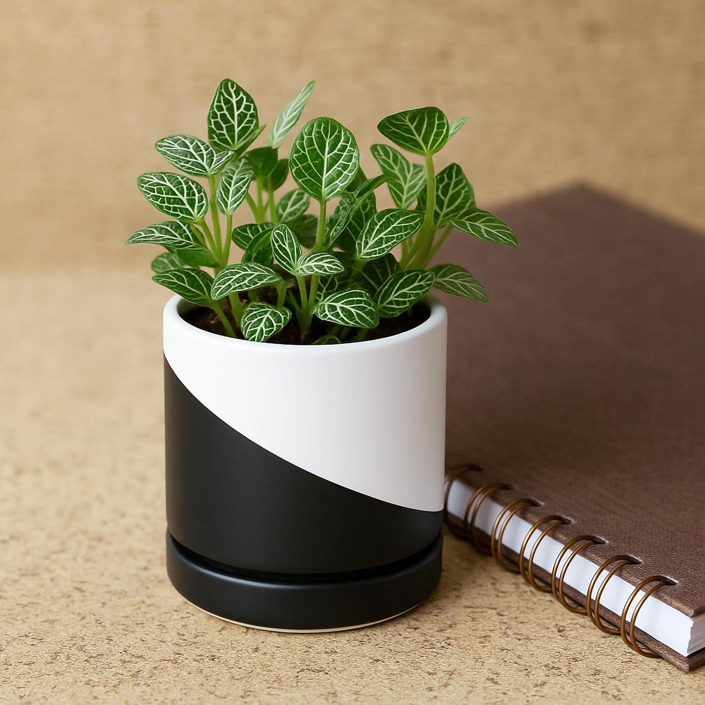 D'vine Dev 6.5 Inch Ceramic Planter Pot with Drainage Hole and Saucer, Indoor Cylinder Round Planter Pot, Olive, 94-O-C-J
