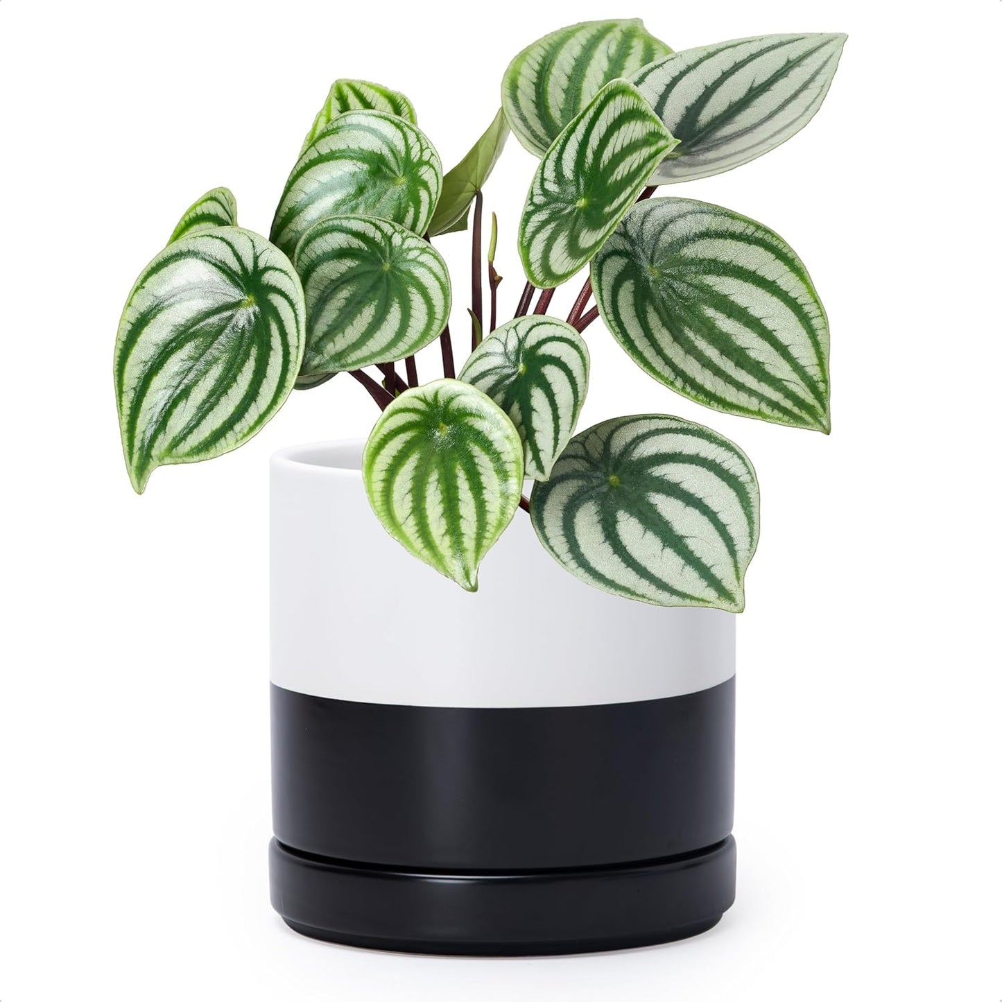 D'vine Dev 6.5 Inch Ceramic Planter Pot with Drainage Hole and Saucer, Indoor Cylinder Round Planter Pot, Olive, 94-O-C-J