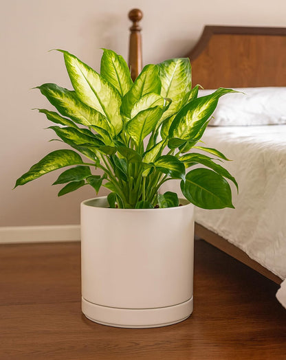D'vine Dev Set of 2 Plants Pots, 6.5 Inch Ceramic Planter Pot for Plants with Drainage Hole and Saucer, White, 94-V-C-1