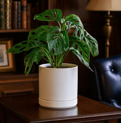 D'vine Dev 6.5 Inch Ceramic Planter Pot with Drainage Hole and Saucer, Indoor Cylinder Round Planter Pot, Olive, 94-O-C-J