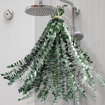 12PCS Dried Eucalyptus for Shower Hanging - 17'' Real Large Preserved Eucalyptus Stems Green Home Decor, 100% Made from Fresh Eucalyptus Leaves, Bathroom Shower Decor, Wedding, DIY