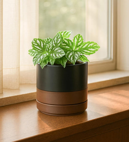 D'vine Dev Set of 2 Plants Pots, 6.5 Inch Ceramic Planter Pot for Plants with Drainage Hole and Saucer, White, 94-V-C-1