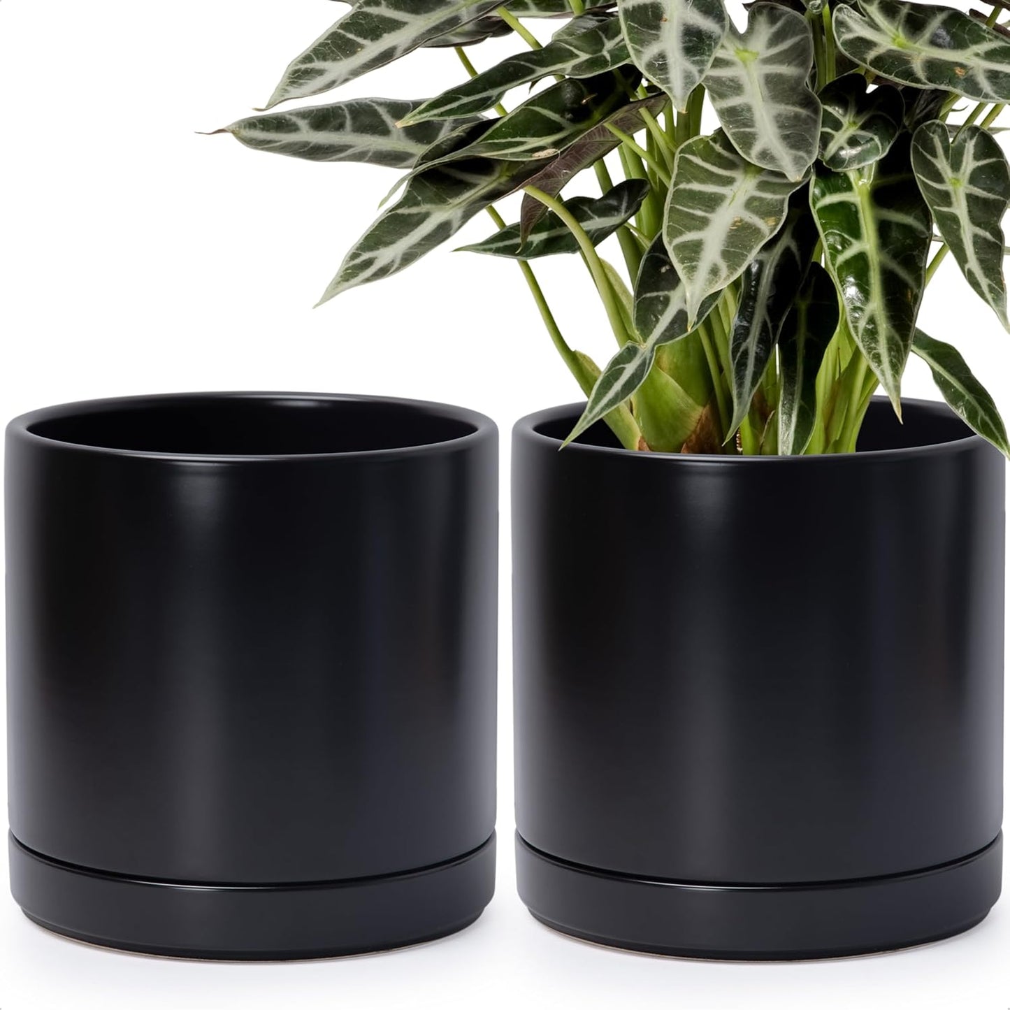 D'vine Dev Set of 2 Plants Pots, 6.5 Inch Ceramic Planter Pot for Plants with Drainage Hole and Saucer, White, 94-V-C-1