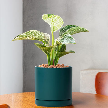 D'vine Dev 6.5 Inch Ceramic Planter Pot with Drainage Hole and Saucer, Indoor Cylinder Round Planter Pot, Olive, 94-O-C-J