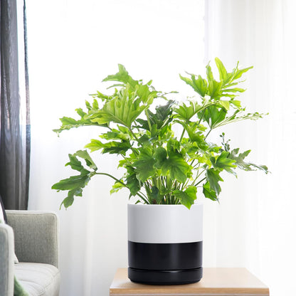 D'vine Dev 6.5 Inch Ceramic Planter Pot with Drainage Hole and Saucer, Indoor Cylinder Round Planter Pot, Olive, 94-O-C-J