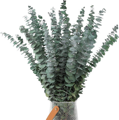 10 Pcs Dried Eucalyptus Stems 17" Real Eucalyptus for Shower Hanging 100% Made from Fresh Leaves, Wedding, Home, Farmhouse, DIY Spring Decor Bathroom Decor Home Decor