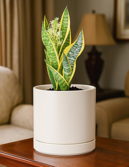 D'vine Dev Set of 2 Plants Pots, 6.5 Inch Ceramic Planter Pot for Plants with Drainage Hole and Saucer, White, 94-V-C-1