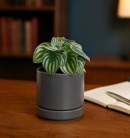 D'vine Dev Set of 2 Plants Pots, 6.5 Inch Ceramic Planter Pot for Plants with Drainage Hole and Saucer, White, 94-V-C-1