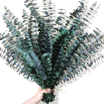 30Pcs Dried Eucalyptus Stems, 17" Real Preserved Eucalyptus Plant for Shower, Fresh Natural Branches for Vase, Eucalyptus Bundle for Home Decor, Wedding, Baby Shower, Bathroom