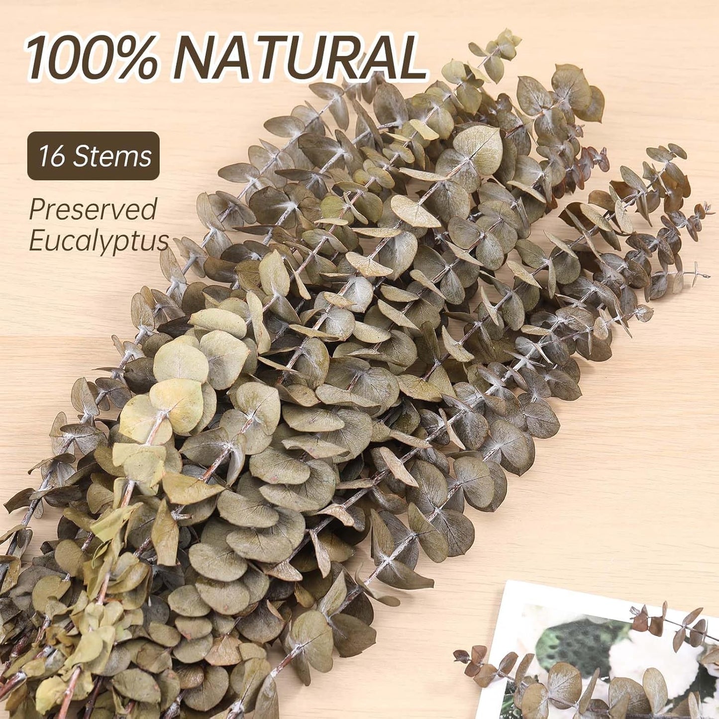 Tavkite 16 Pcs Dried Eucalyptus Stems, 17'' Natural Fresh Eucalyptus Leaves Branches Hanging for Shower, Preserved Real Plant Live Greenery for Home SPA Wall Bathroom Wedding Party Vase Decor