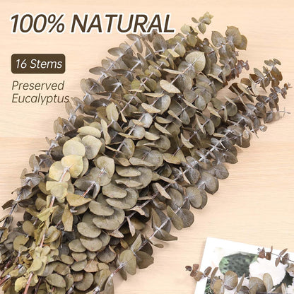 Tavkite 16 Pcs Dried Eucalyptus Stems, 17'' Natural Fresh Eucalyptus Leaves Branches Hanging for Shower, Preserved Real Plant Live Greenery for Home SPA Wall Bathroom Wedding Party Vase Decor