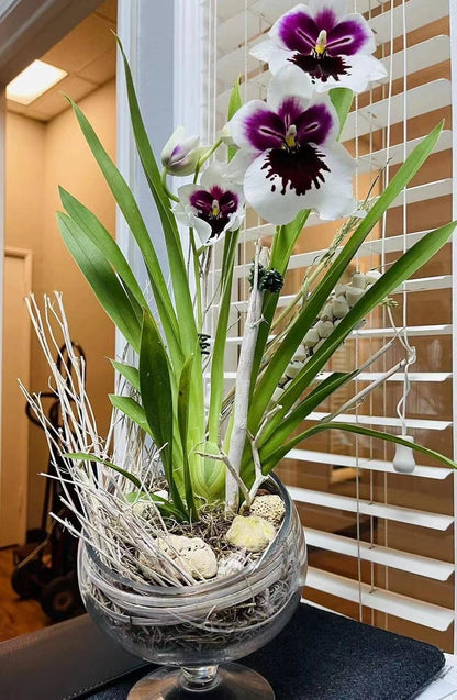 WGVI Clear Slant Cut Bowl Glass Vase, Glass Terrarium, Candy Dish, Glassware, Slant Open: 7". Height: 6" x 2.7". Base: 4" (1 Piece)