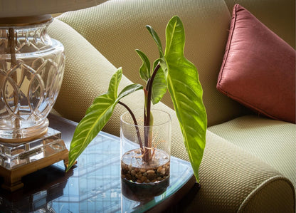 SUNPRAIRIE Realistic Faux Plant in Clear Pot with Artificial Water, Narrow Arrowhead Leaves. Artificial Plants Indoor and Outdoor