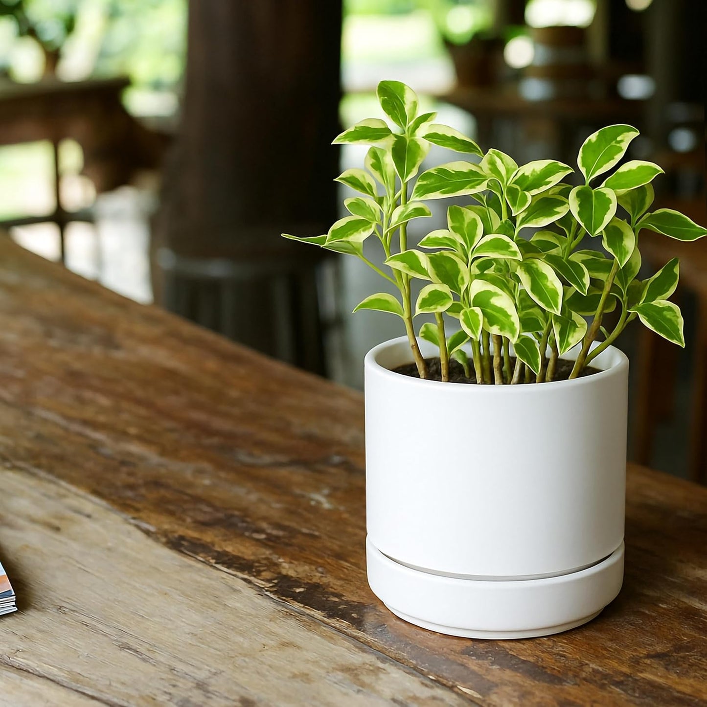 D'vine Dev 6.5 Inch Ceramic Planter Pot with Drainage Hole and Saucer, Indoor Cylinder Round Planter Pot, Olive, 94-O-C-J