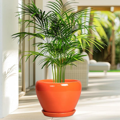 Ceramic Modern Glaze Succulent Planter Pot with Drainage Hole and Saucer 6 Inch Round Flower Plant Pot for Indoor Outdoor Herb Snake Plants