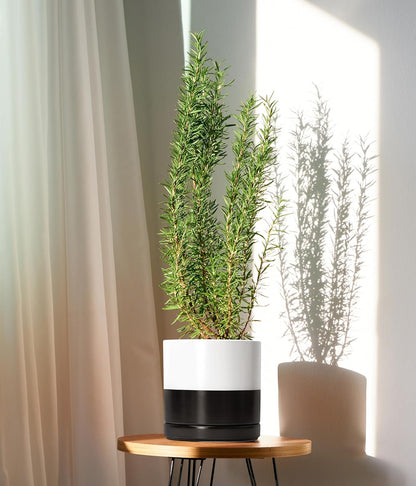 D'vine Dev 6.5 Inch Ceramic Planter Pot with Drainage Hole and Saucer, Indoor Cylinder Round Planter Pot, Olive, 94-O-C-J