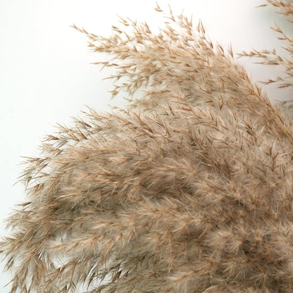 Pampas Grass Decor, Natural Dry Pampas Grass Small, Short Pampass Bulk for Farmhouse, Wall, Kitchen, Bedroom Decor, Office Decor (17 inch )