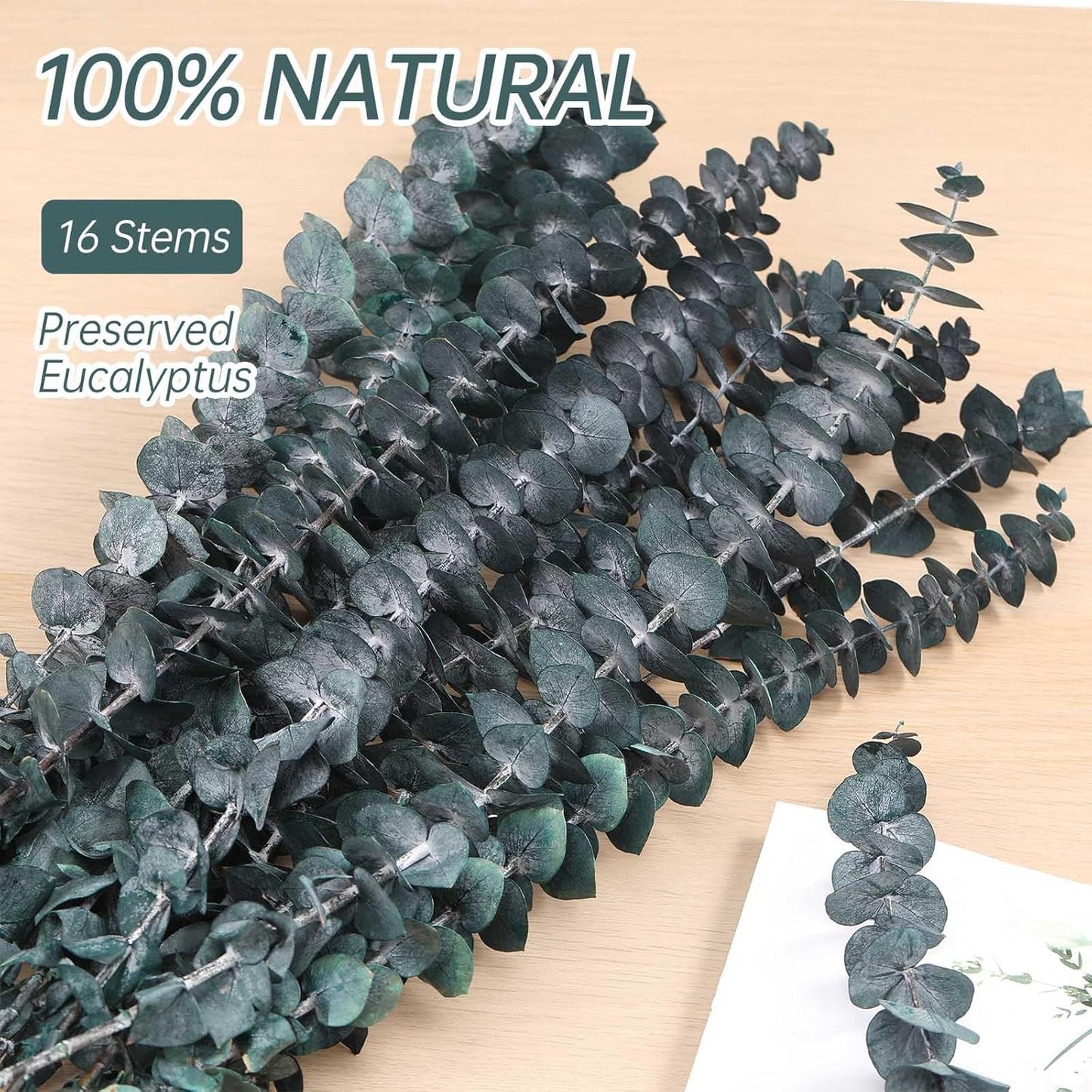 Tavkite 16 Pcs Dried Eucalyptus Stems, 17'' Natural Fresh Eucalyptus Leaves Branches Hanging for Shower, Preserved Real Plant Live Greenery for Home SPA Wall Bathroom Wedding Party Vase Decor