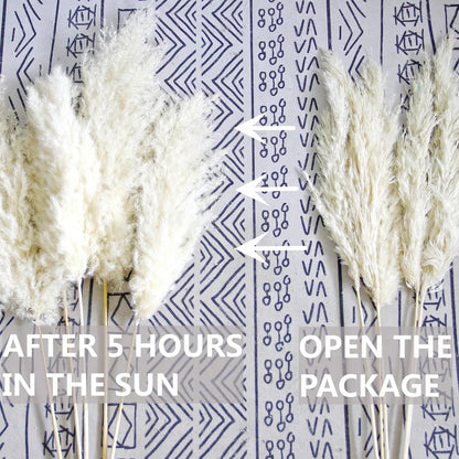 Pampas Grass Decor, Natural Dry Pampas Grass Small, Short Pampass Bulk for Farmhouse, Wall, Kitchen, Bedroom Decor, Office Decor (17 inch )