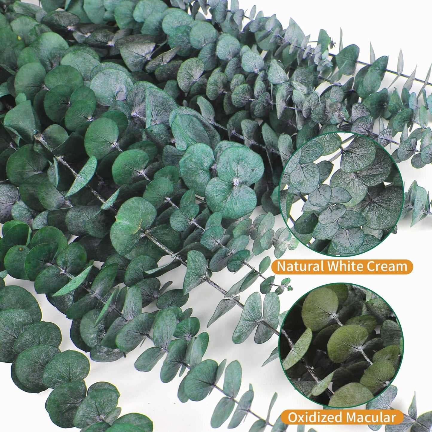 12PCS Dried Eucalyptus Bundle 17'' Real Eucalyptus Stems 100% Natural Fresh Leaves Hanging Plants Greenery Stems for Shower Home Decor Flower Arrangement Wedding