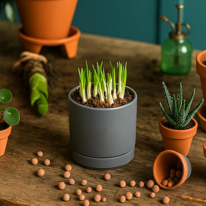 D'vine Dev 6.5 Inch Ceramic Planter Pot with Drainage Hole and Saucer, Indoor Cylinder Round Planter Pot, Olive, 94-O-C-J