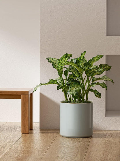 LE TAUCI 12 Inch Pot for Plants, Ceramic Planters for Indoor Plants, Mid-Century Modern Cylinder Flower Pots with Drainage Hole, Fits Fiddle Leaf Fig & Monstera, Home Decor, White