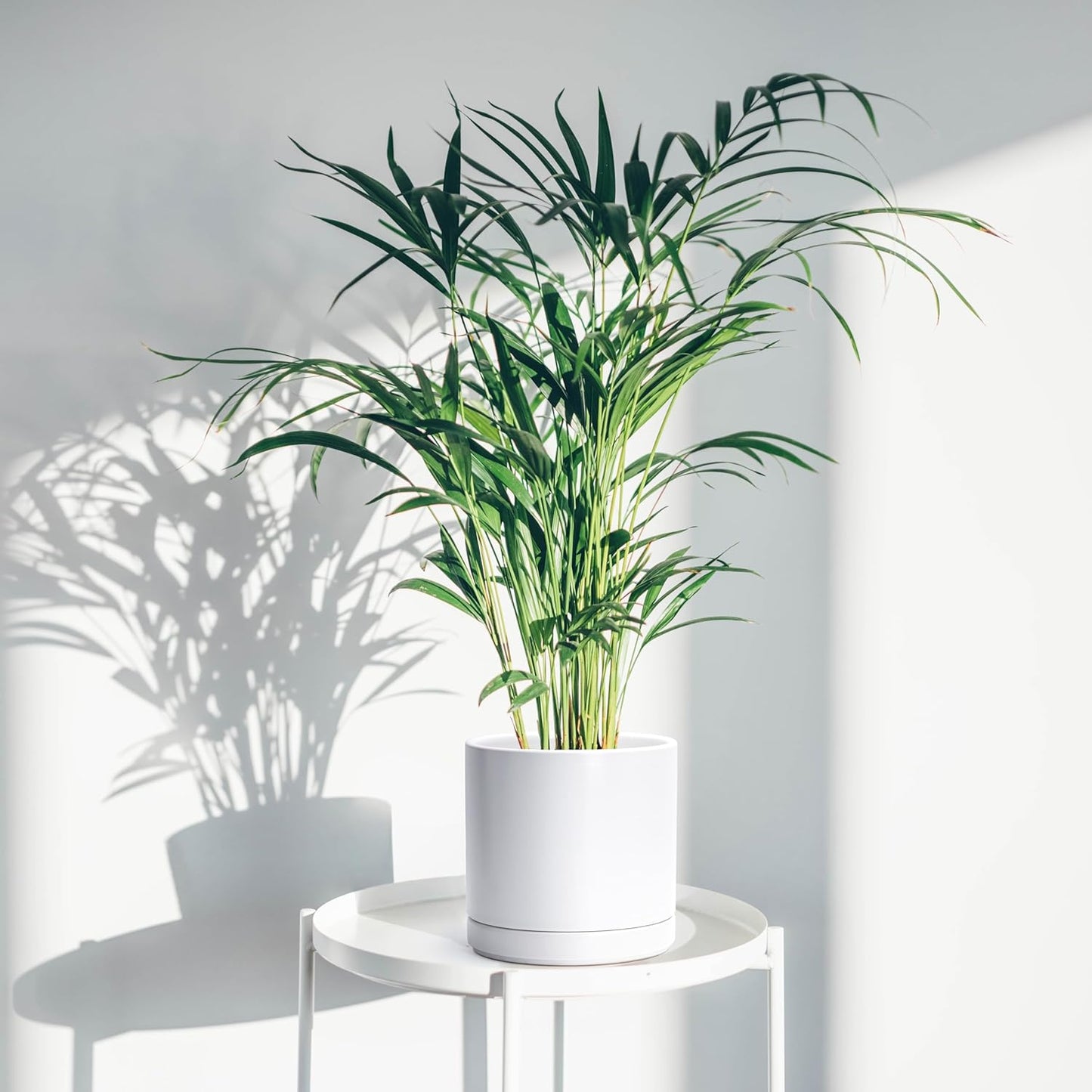 D'vine Dev Set of 2 Plants Pots, 6.5 Inch Ceramic Planter Pot for Plants with Drainage Hole and Saucer, White, 94-V-C-1