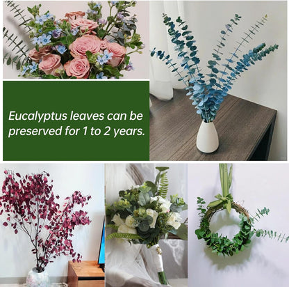 40 Pcs Dried Eucalyptus Stems for Shower, 17'' Natural Real Live Eucalyptus Leaves Branches Hanging Shower Plant for SPA Home Fragrance Bathroom Table Vase Decor