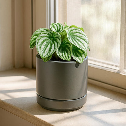 D'vine Dev Set of 2 Plants Pots, 6.5 Inch Ceramic Planter Pot for Plants with Drainage Hole and Saucer, White, 94-V-C-1