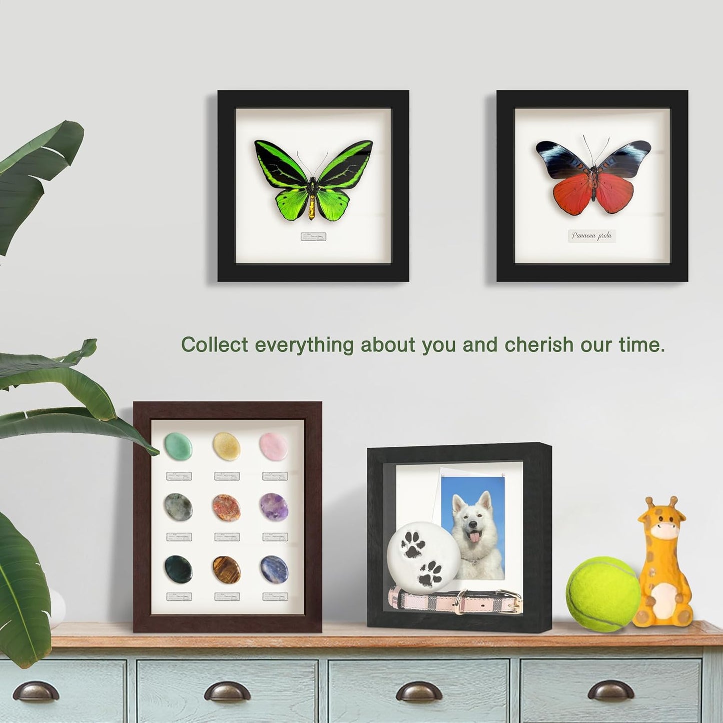 FrameWorks 11” x 14” Dark Oak Wooden Shadow Box Frame – Display Case with Soft Felt Back, Memory Box with Tempered Glass, Display Box with Elegant White Ball Push Pins, Wooden Flower Box