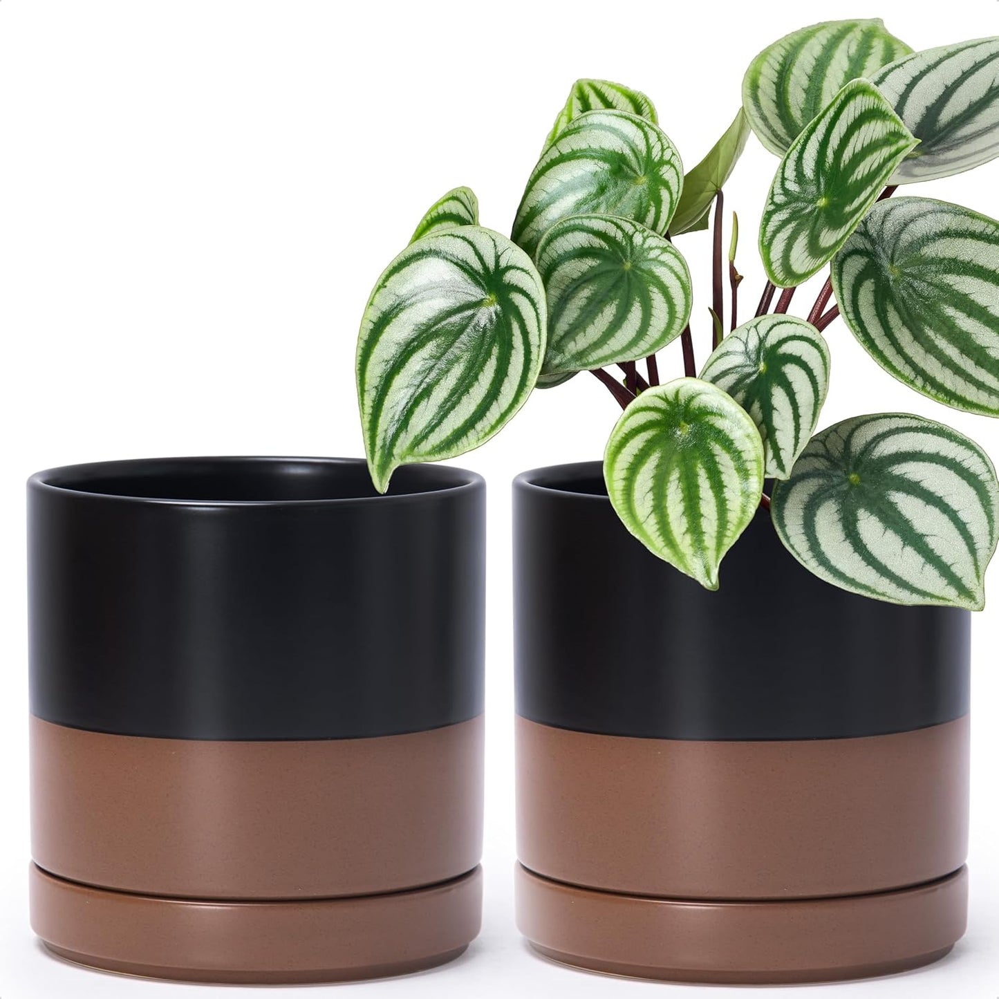 D'vine Dev Set of 2 Plants Pots, 6.5 Inch Ceramic Planter Pot for Plants with Drainage Hole and Saucer, White, 94-V-C-1