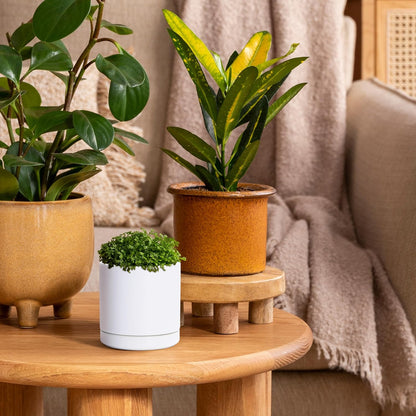 D'vine Dev 6.5 Inch Ceramic Planter Pot with Drainage Hole and Saucer, Indoor Cylinder Round Planter Pot, Olive, 94-O-C-J