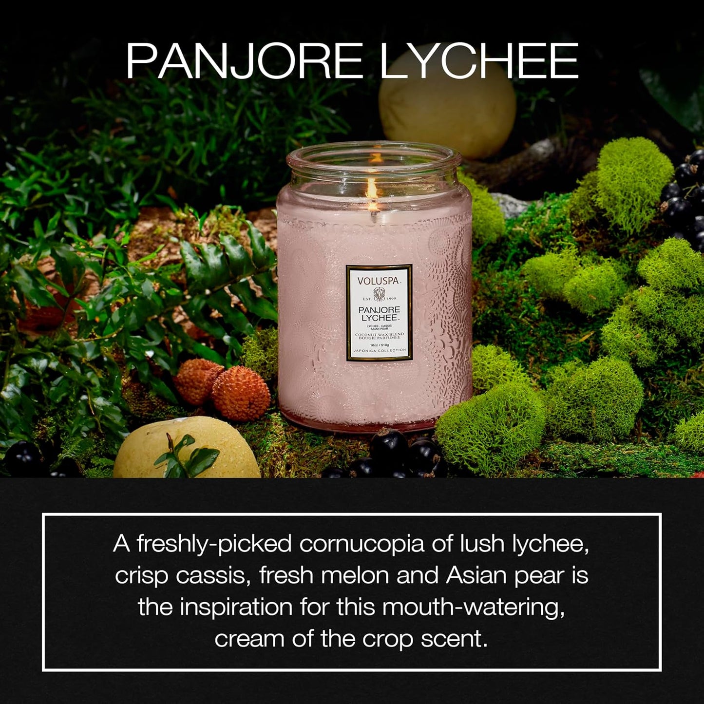 Voluspa Baltic Amber Candle, 18 oz, Coconut Wax Blend, Scented Candles for Home, 100 Hour Burn Time, Candle Jar