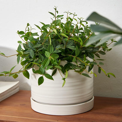 HERDUK 6 Inch Plant Pots, Ceramic Planter Pot with Drainage Hole & Saucer, Indoor/Outdoor Cylinder Round Planter Pot, Green & Beige
