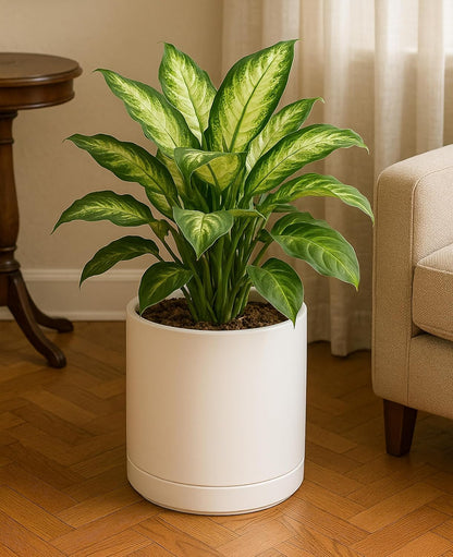 D'vine Dev Set of 2 Plants Pots, 6.5 Inch Ceramic Planter Pot for Plants with Drainage Hole and Saucer, White, 94-V-C-1