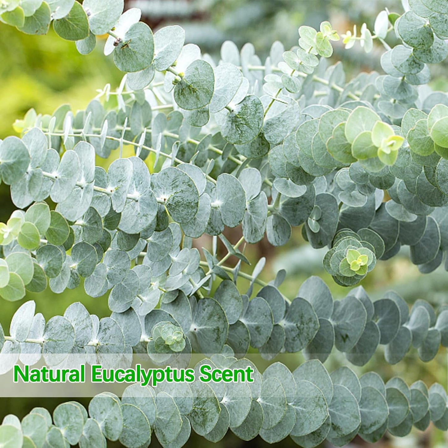 Real Eucalyptus Stems 20PCS Dried Preserved Fresh Eucalyptus Silver Dollar Leaves for Shower - Greenery Branches for Wedding Home Party Vase Filler Spring Decor
