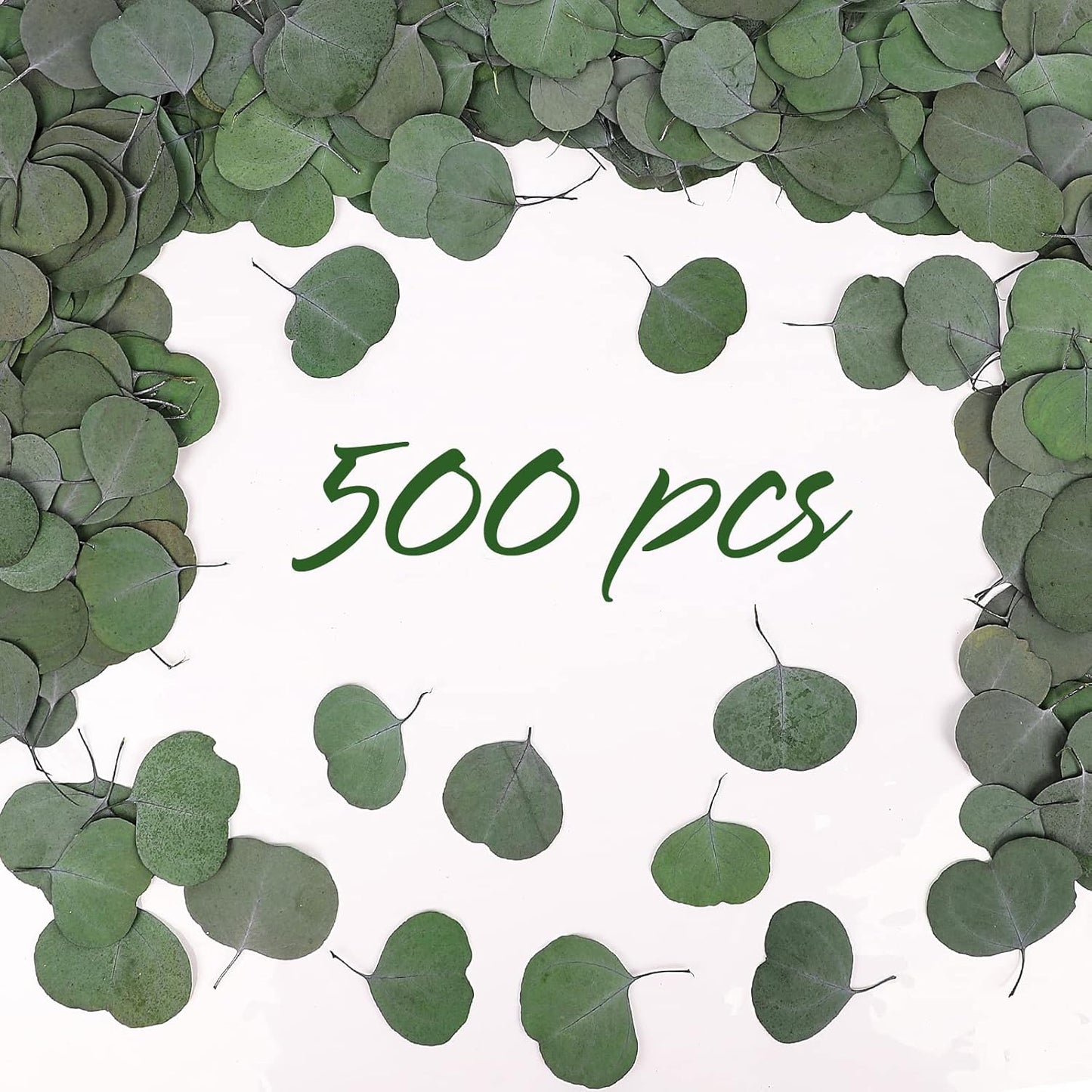 Real Eucalyptus Stems 20PCS Dried Preserved Fresh Eucalyptus Silver Dollar Leaves for Shower - Greenery Branches for Wedding Home Party Vase Filler Spring Decor