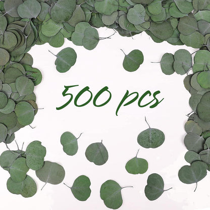 Real Eucalyptus Stems 20PCS Dried Preserved Fresh Eucalyptus Silver Dollar Leaves for Shower - Greenery Branches for Wedding Home Party Vase Filler Spring Decor