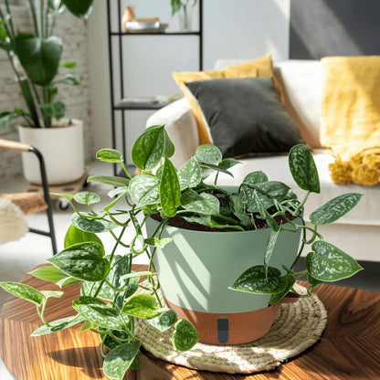 montresor 12/10/8 Inch Self Watering Pots for Indoor Plants Plastic Large Plant Pots for Outdoor Plants, Water Level Window & Spacious Reservoir Flower Pots Decorative Planter with Drainage and Tray