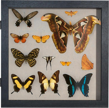 Americanflat Front Opening 11x14 Shadow Box Frame with Shatter-Resistant Glass - Silhouette Collection - Shadow Box Display Case for Tabletop and Wall Display - Black