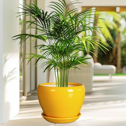 Ceramic Modern Glaze Succulent Planter Pot with Drainage Hole and Saucer 6 Inch Round Flower Plant Pot for Indoor Outdoor Herb Snake Plants