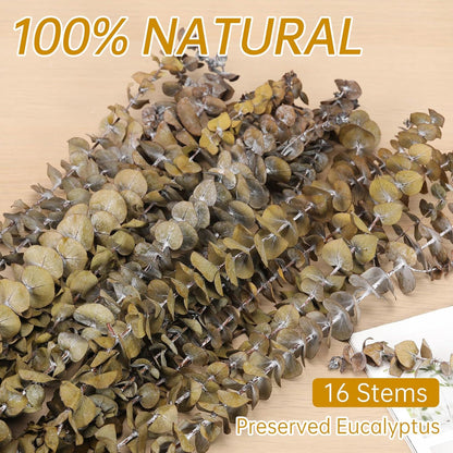 Tavkite 16 Pcs Dried Eucalyptus Stems, 17'' Natural Fresh Eucalyptus Leaves Branches Hanging for Shower, Preserved Real Plant Live Greenery for Home SPA Wall Bathroom Wedding Party Vase Decor