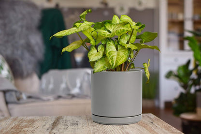 D'vine Dev 6.5 Inch Ceramic Planter Pot with Drainage Hole and Saucer, Indoor Cylinder Round Planter Pot, Olive, 94-O-C-J