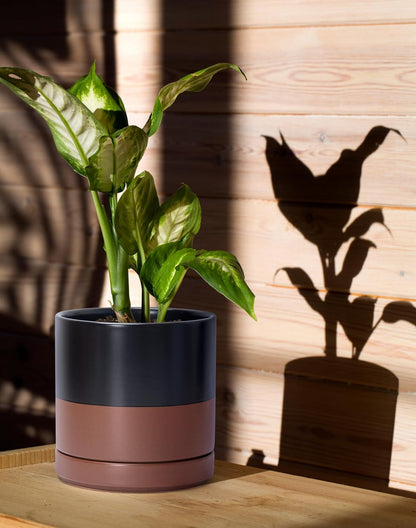 D'vine Dev 6.5 Inch Ceramic Planter Pot with Drainage Hole and Saucer, Indoor Cylinder Round Planter Pot, Olive, 94-O-C-J