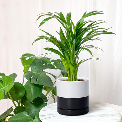 D'vine Dev 6.5 Inch Ceramic Planter Pot with Drainage Hole and Saucer, Indoor Cylinder Round Planter Pot, Olive, 94-O-C-J