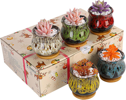 Cute Ceramic Succulent Garden Pots, Planter with Drainage and Attached Saucer, Set of 5 -Plants Not Included (Round)