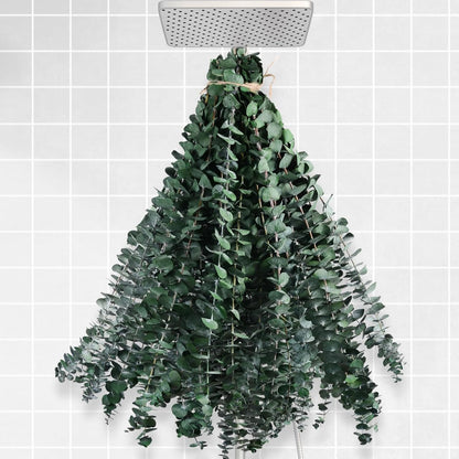 12PCS Dried Eucalyptus for Shower Hanging - 17'' Real Large Preserved Eucalyptus Stems Green Home Decor, 100% Made from Fresh Eucalyptus Leaves, Bathroom Shower Decor, Wedding, DIY